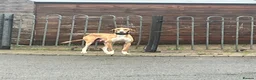 Saluki dogs for sale: Saluki puppies ready now  - Advert 8