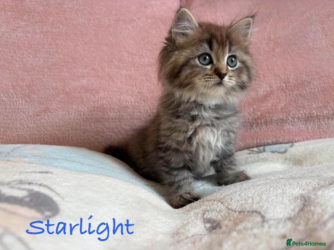 Perdoll cats for sale: Absolutely beautiful Perdoll Kittens  - Advert 2