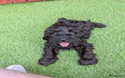 Cockapoo dogs for sale: 6 months old male cockerpoo - Image 3