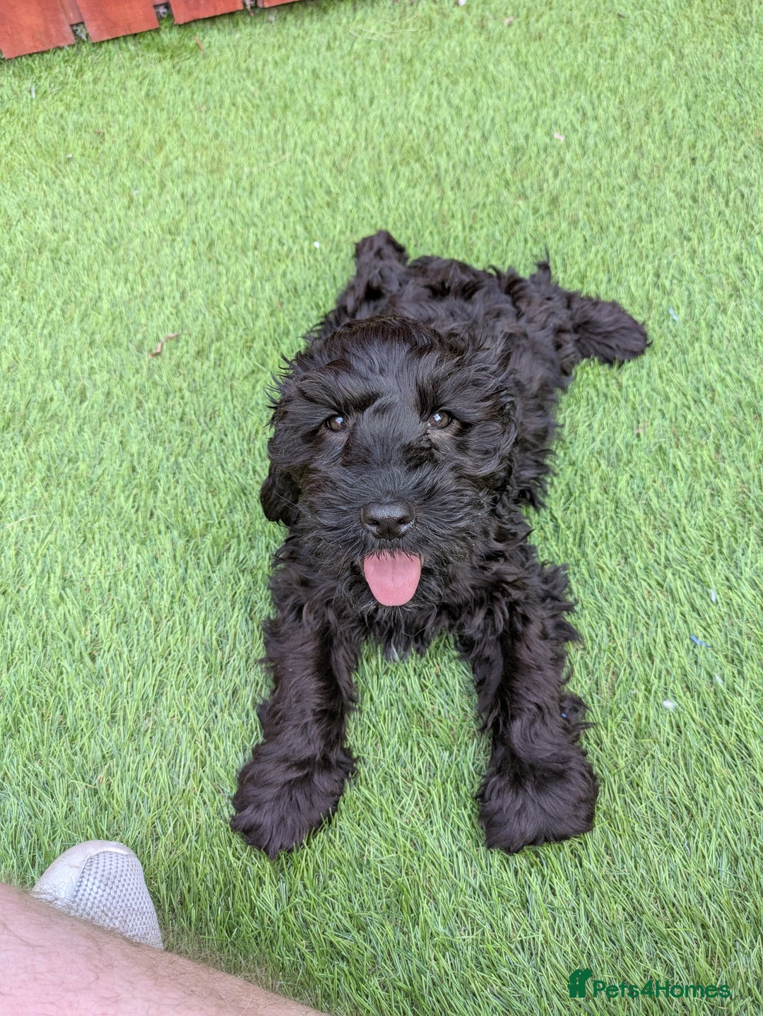 Cockapoo dogs for sale: 6 months old male cockerpoo - Image 3