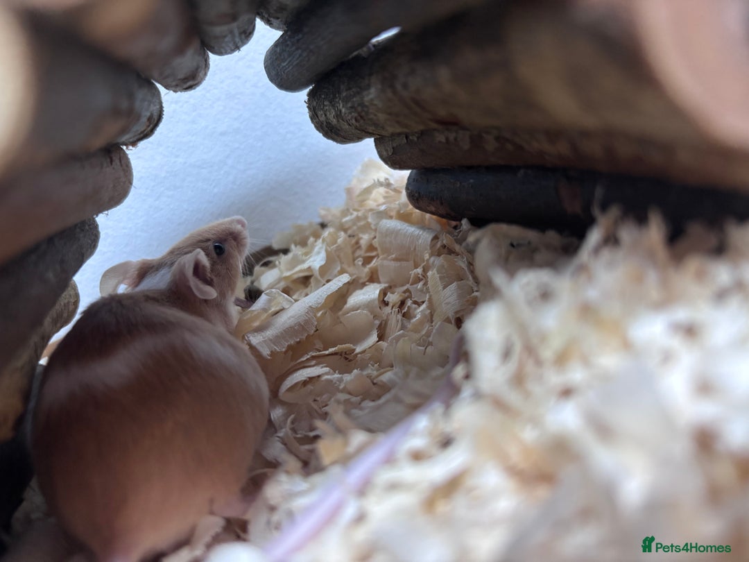 Mouse rodents for sale: Pet fancy mice waiting list 2 litters due  - Image 12