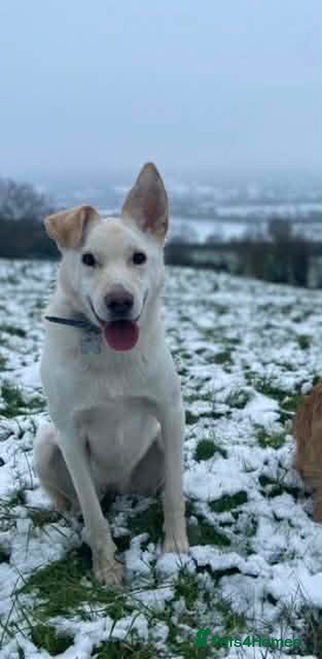 Mixed Breed dogs for adoption: SHILOH-happy girl/loving family dog/playful/social - Advert 5