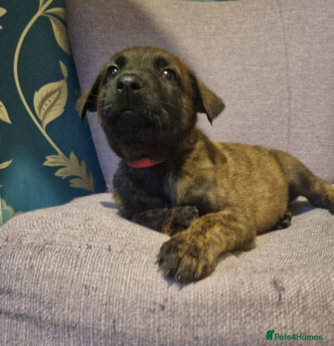 Belgian Shepherd Dog dogs for sale: Mother is a Dutch Herder NOT Belgian shepherd!!  - Advert 12