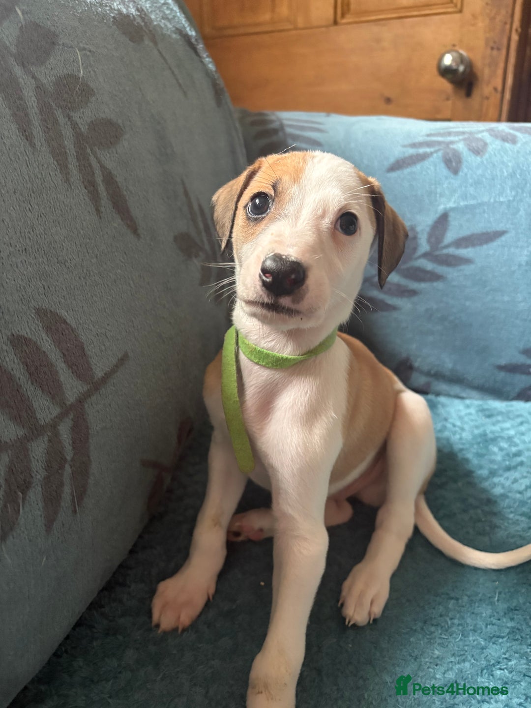 Whippet dogs for sale: 8 WHIPPET PUPPIES   - Image 36