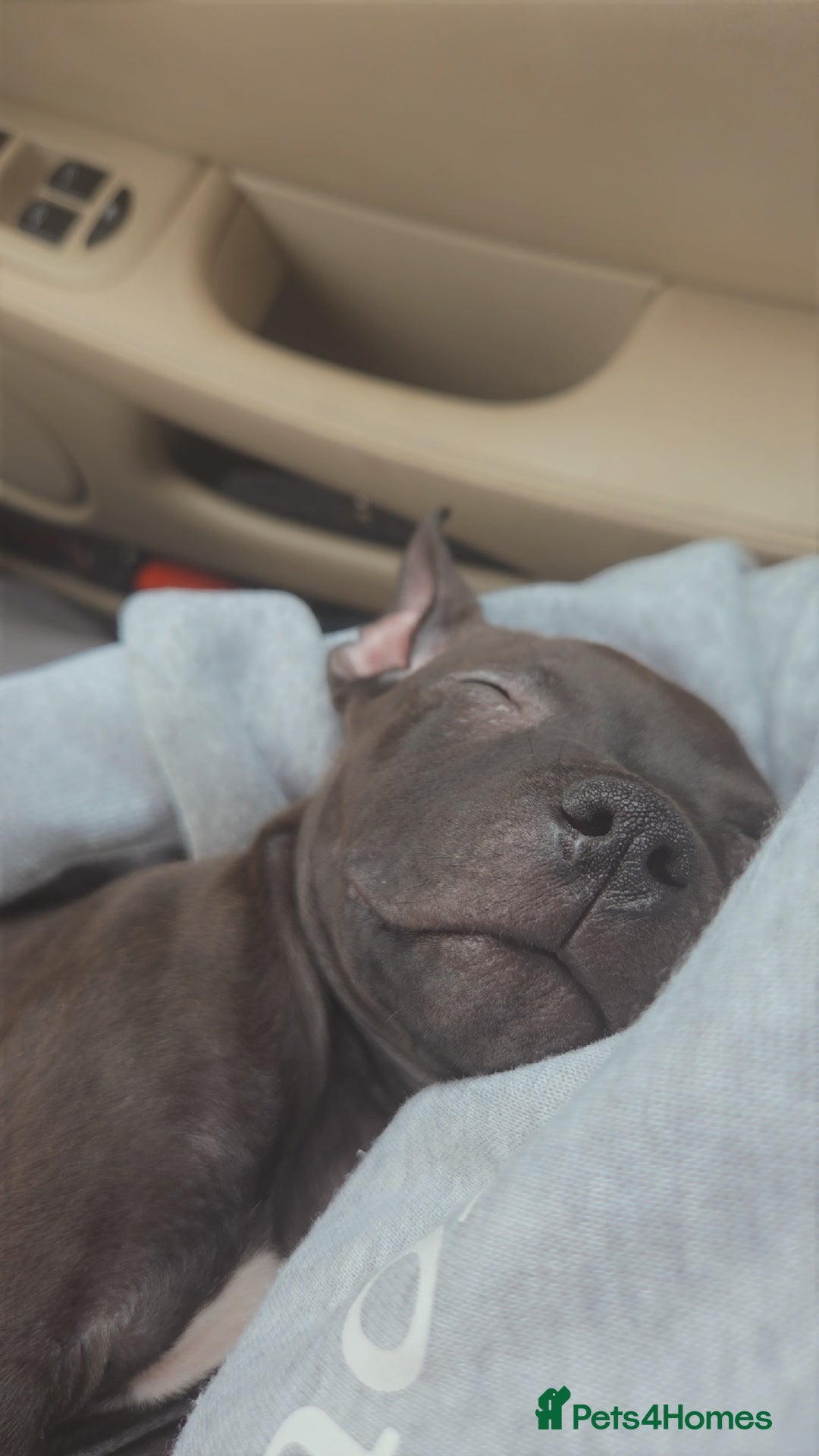 Staffordshire Bull Terrier dogs for sale: Staffy pup - Image 4