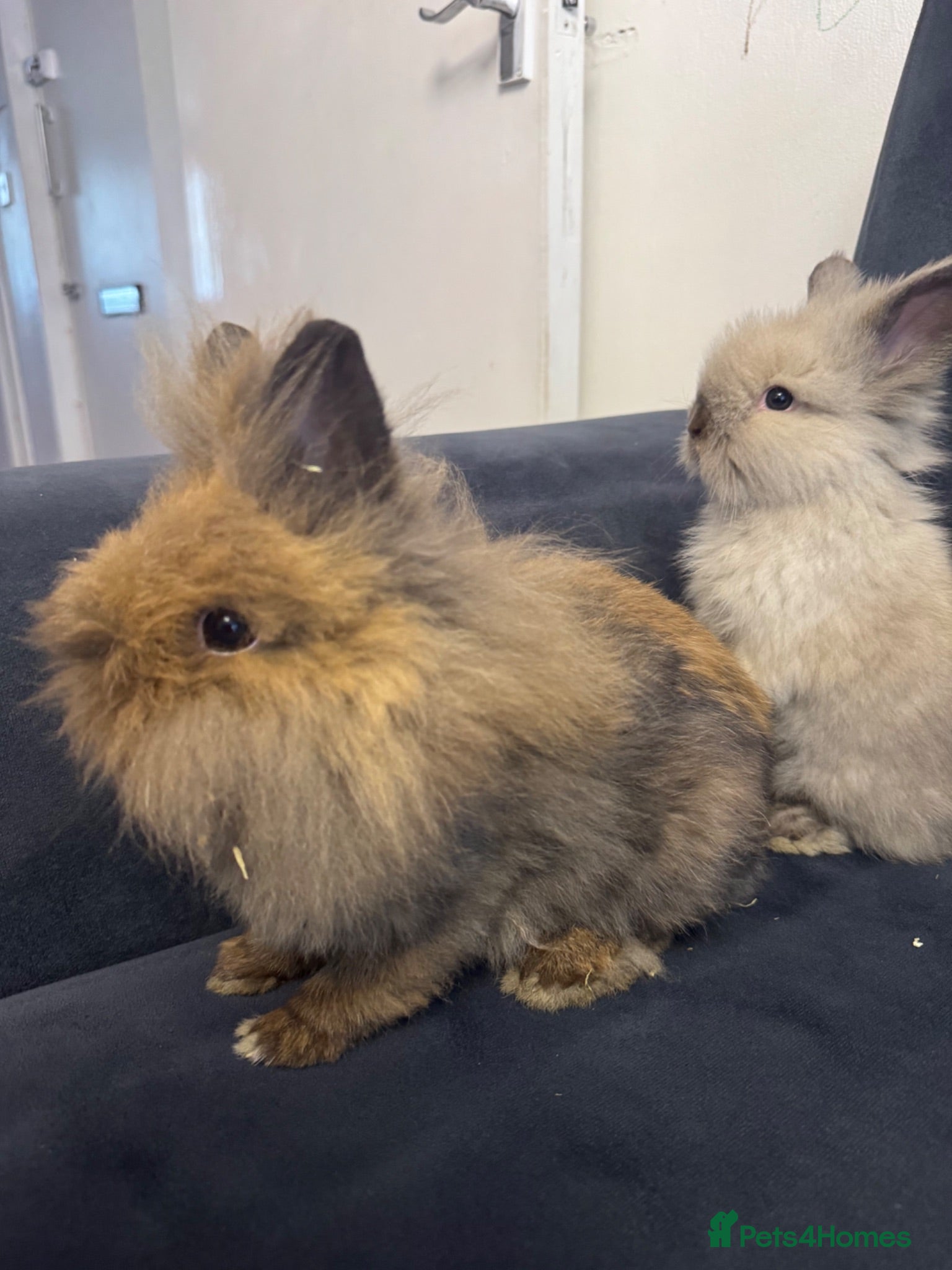 Mini Lop rabbits lion heads female  - Advert 20