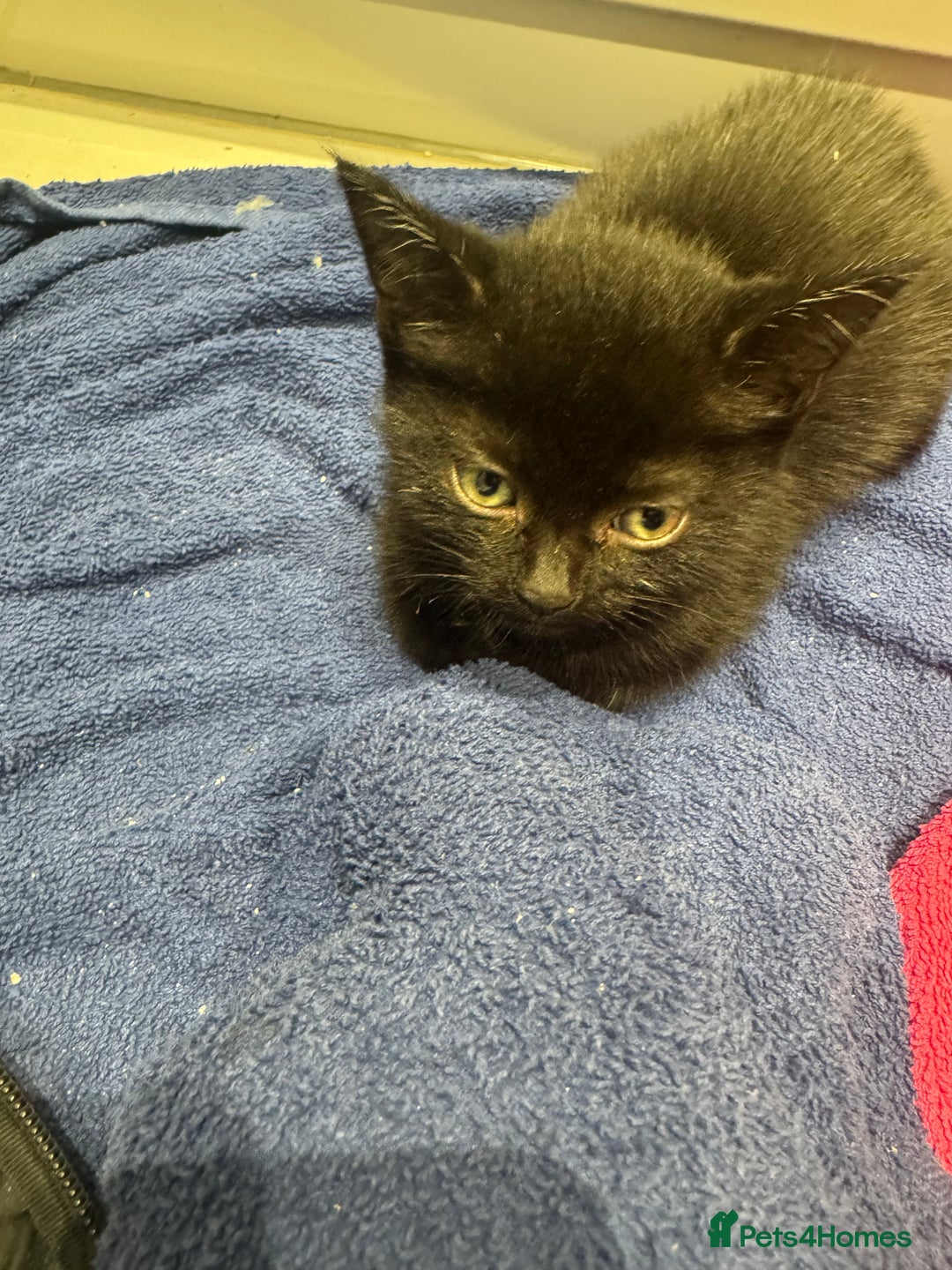 Mixed Breed cats for sale: Tuxedo Kittens  - Image 5