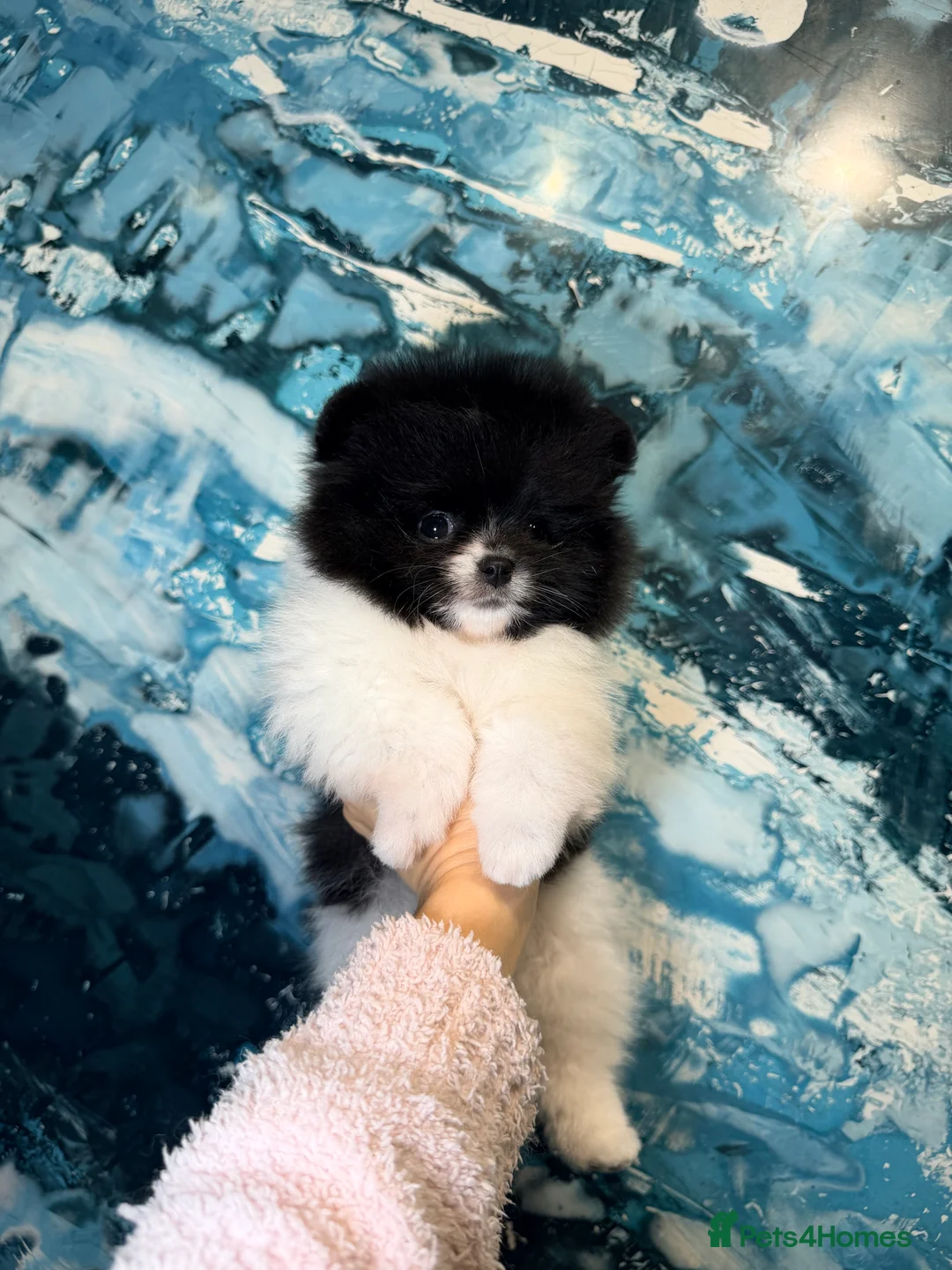 Pomeranian dogs for sale: Party color Pomeranian boy like a panda bear - Advert 16