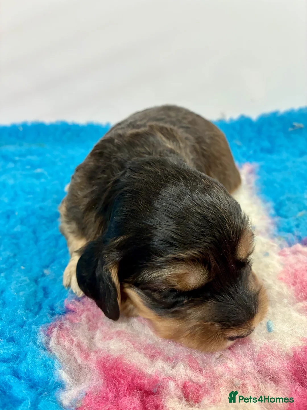 Cockapoo dogs for sale: 🌟 Superb F1 cockapoo puppies 🌟 - Advert 2