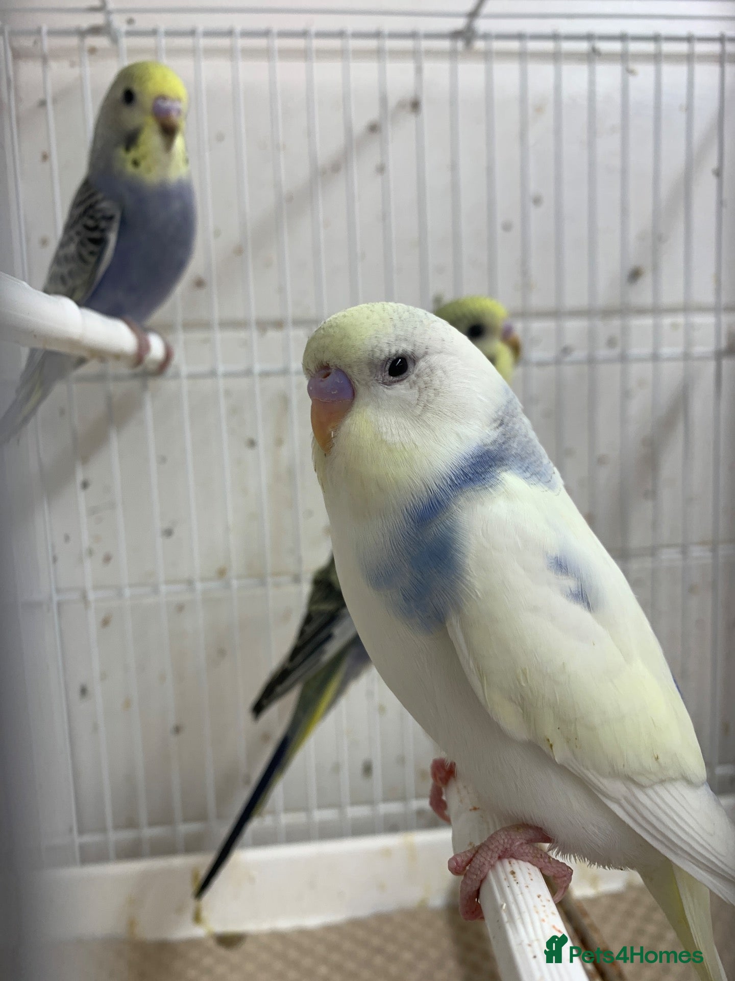 Mixed Breed birds Young budgies ready now - Advert 2