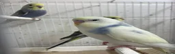 Mixed Breed birds for sale: Young budgies ready now - Advert 1