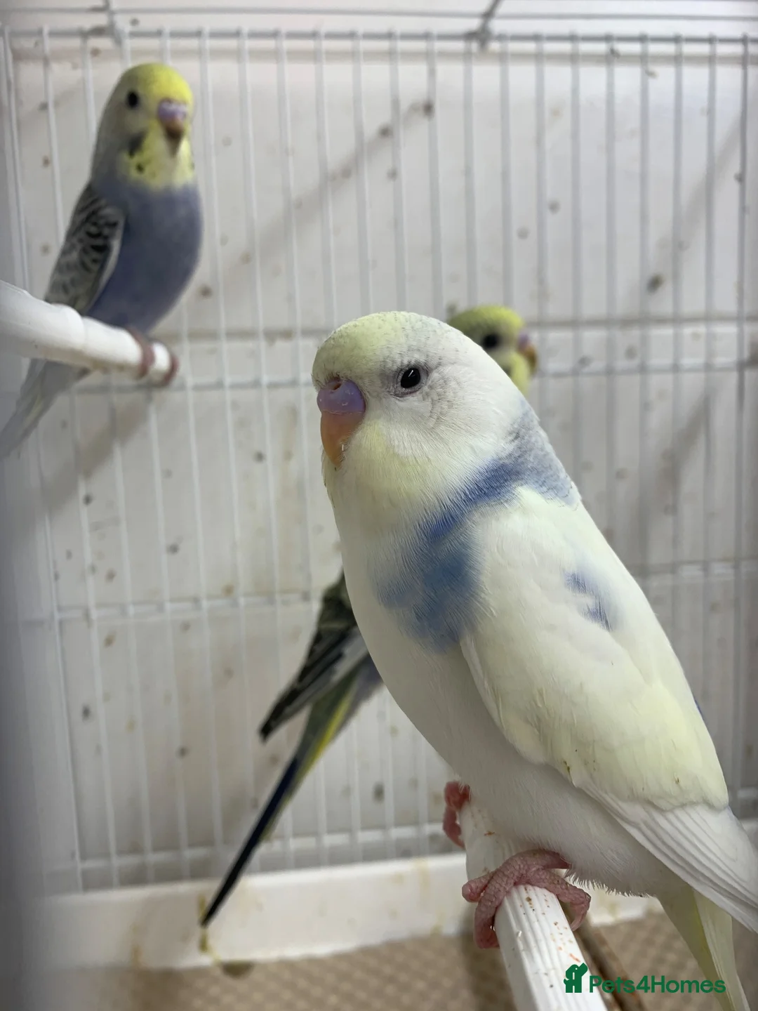 Mixed Breed birds for sale: Young budgies ready now - Advert 1