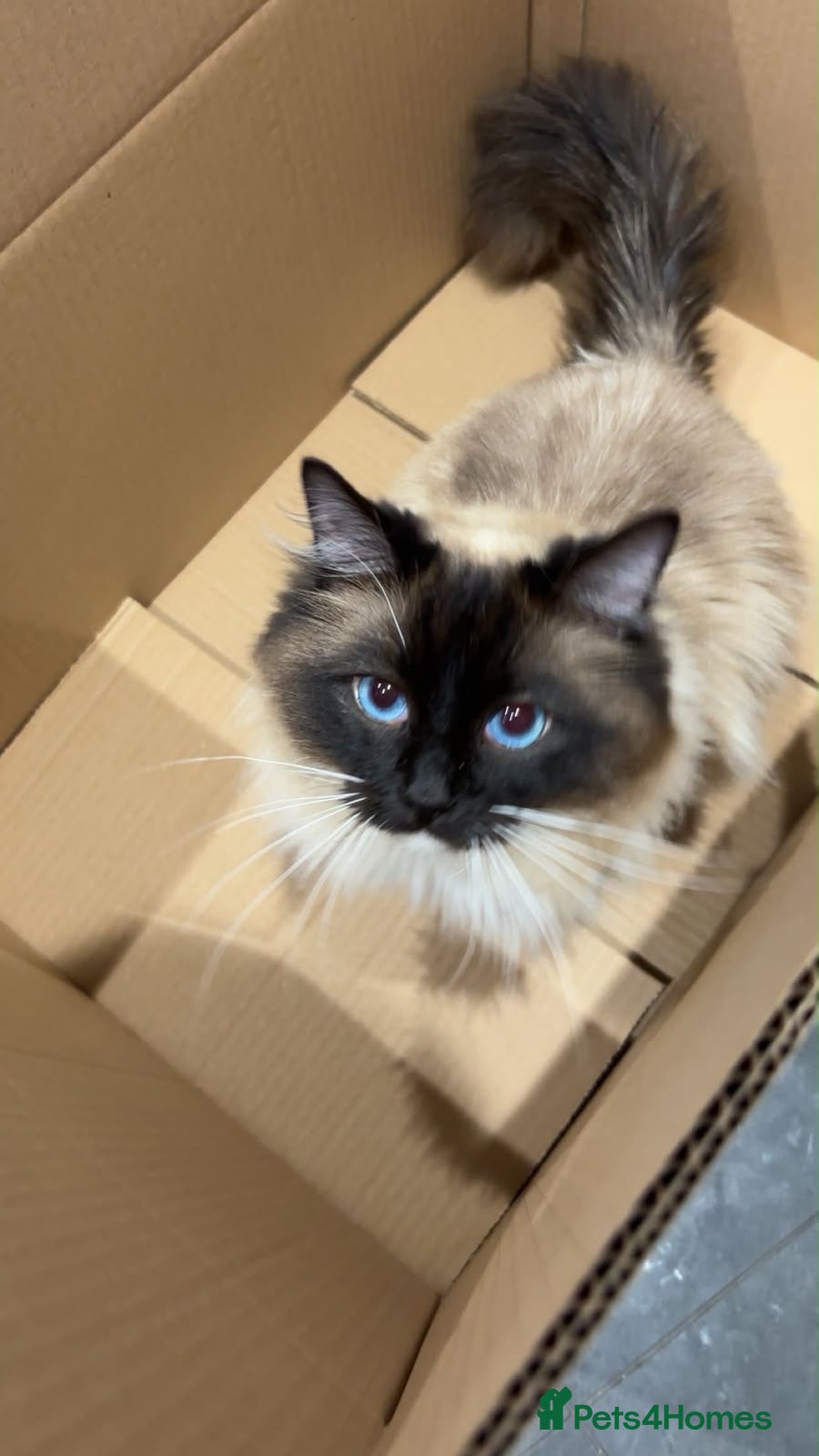 Ragdoll cats The ragdoll cat Tofu - Advert 1