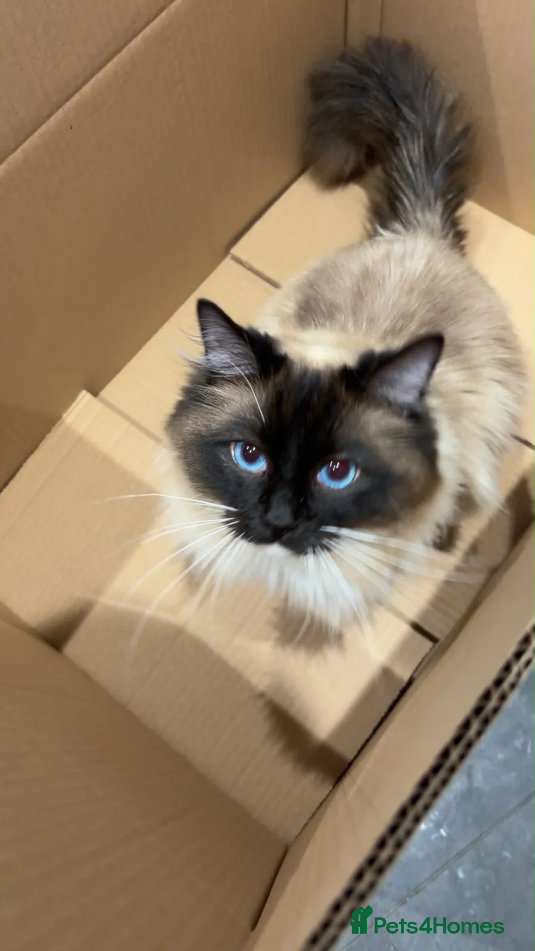 Ragdoll cats for sale: The ragdoll cat Tofu - Advert 1