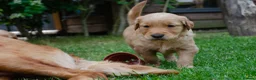 Golden Retriever dogs for sale: READY GOLDEN RETREVER KC PUPPIES - Advert 30