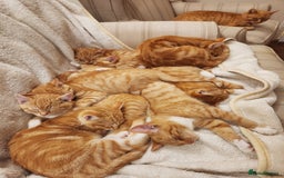 Domestic Shorthair cats for sale: Stunning litter of seven ginger kittens  - Image 7
