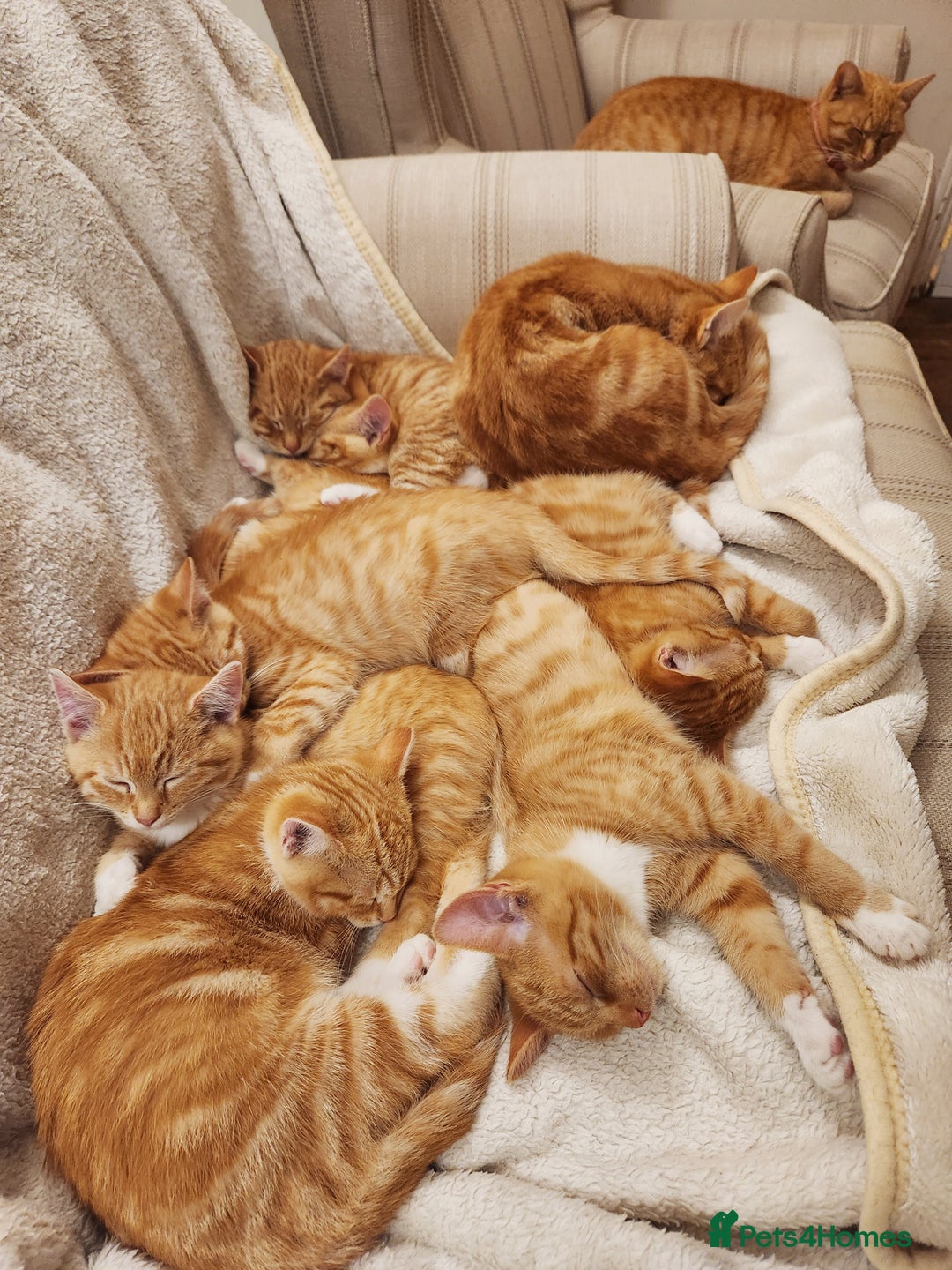 Domestic Shorthair cats for sale: Stunning litter of seven ginger kittens  - Image 7