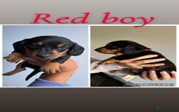 Dachshund dogs for sale: Miniature dachshunds - Image 7