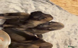 German Shepherd dogs for sale: 7 stunning kc reg working German shepherd pups - Image 5