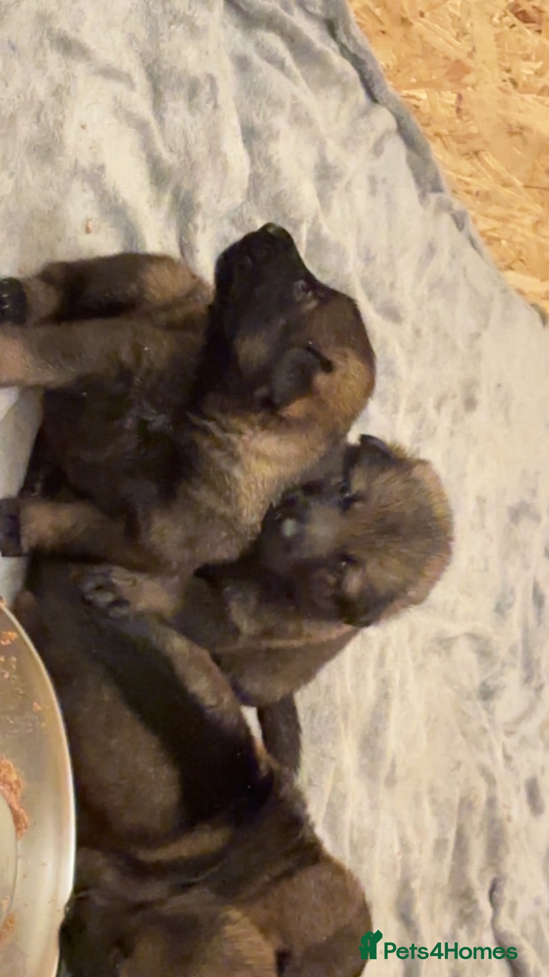 German Shepherd dogs for sale: 7 stunning kc reg working German shepherd pups - Image 5