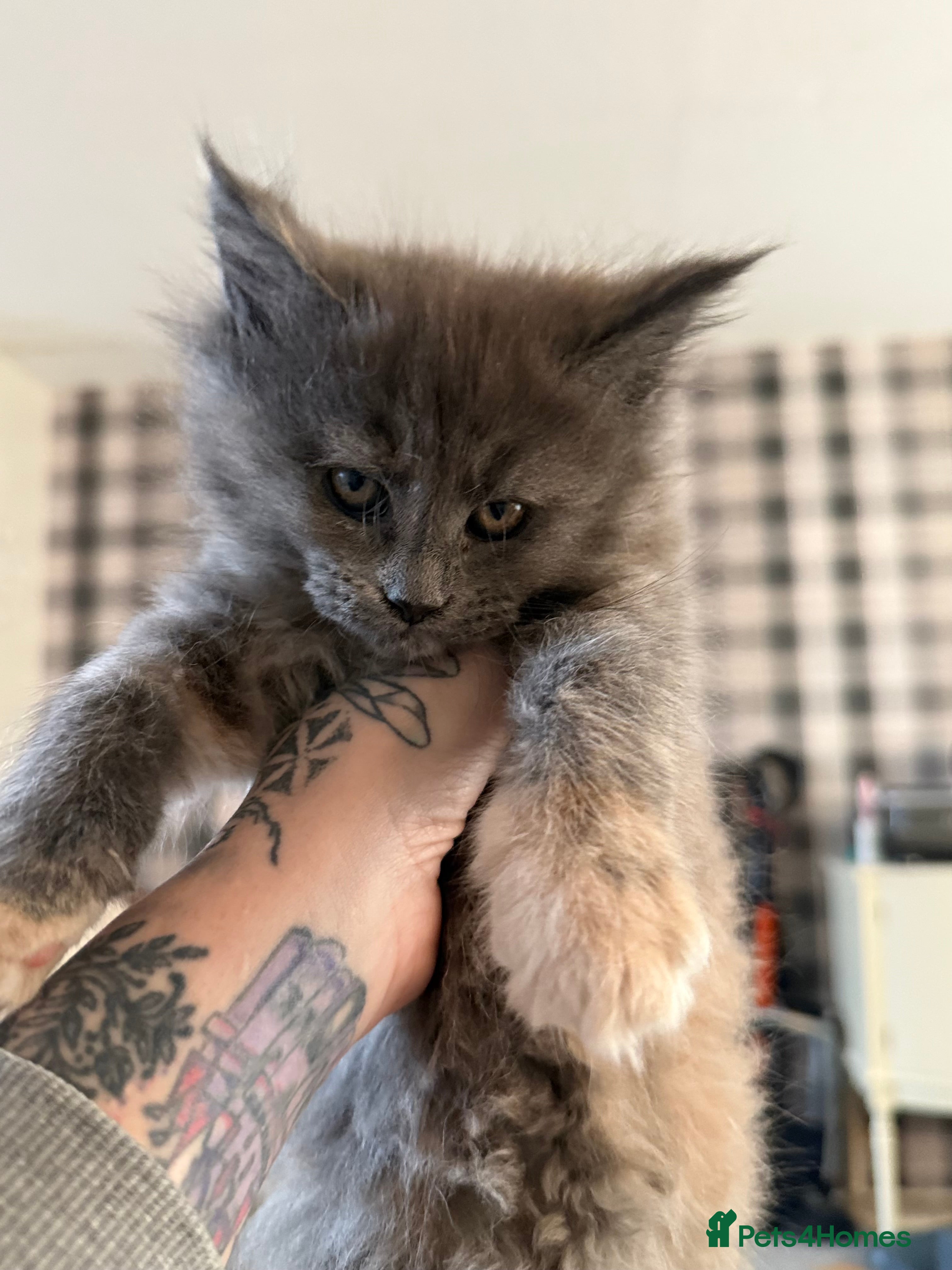 Maine Coon cats Beautiful Maine Coon Kittens - Advert 4