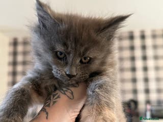 Maine Coon cats Beautiful Maine Coon Kittens - Advert 4