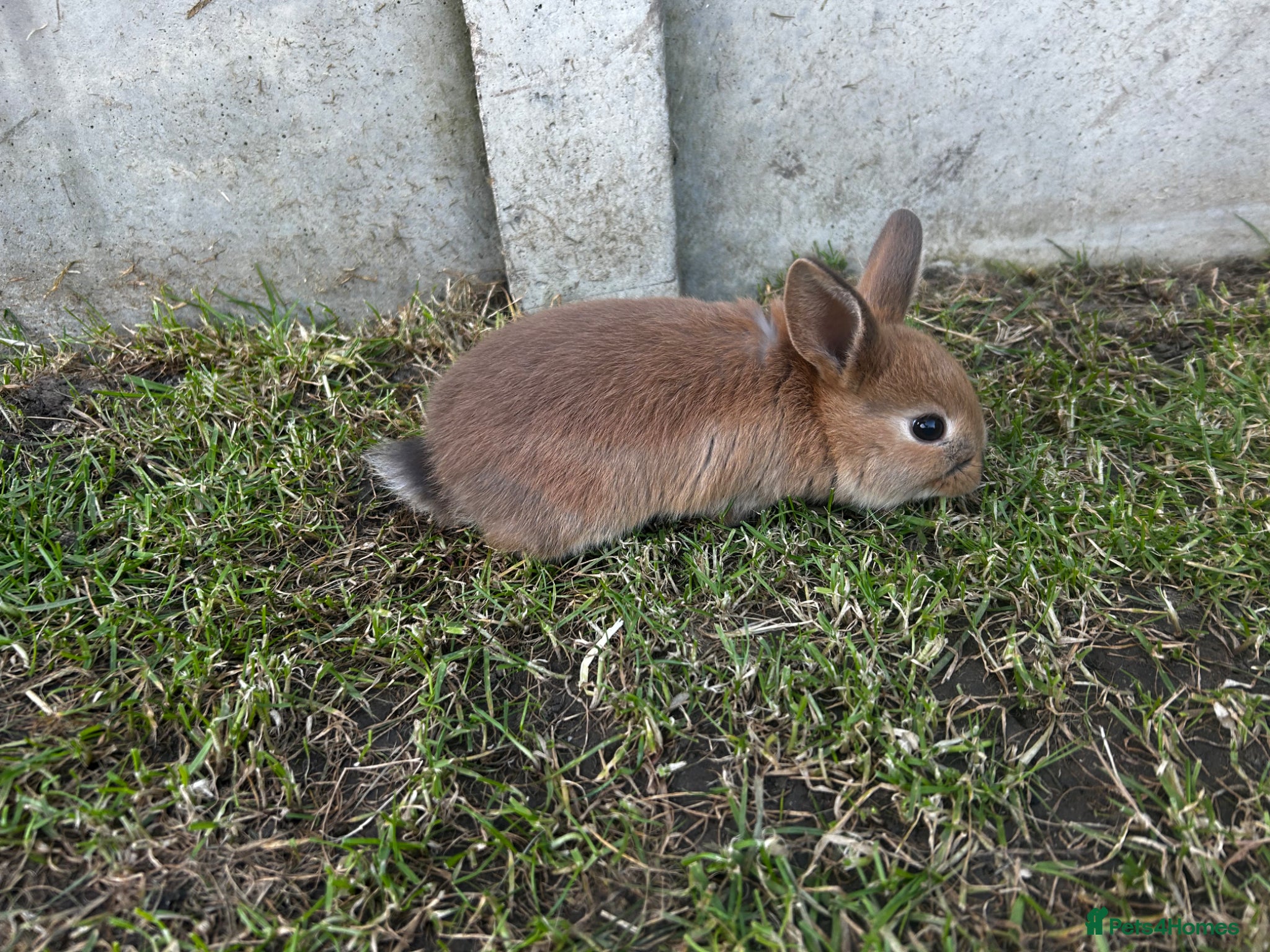 Mixed Breed rabbits Ready next weekend 3 boys left! Mini lop x  - Advert 1