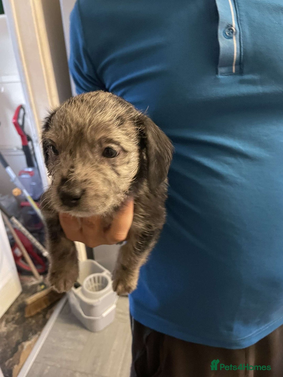 Mixed Breed dogs for sale: Beautiful puppies - Image 3