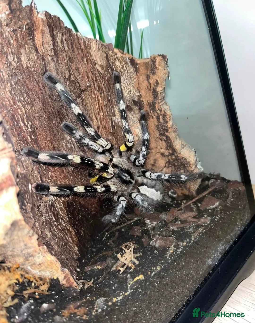 Tarantulas invertebrates for sale: 6 arboreal tarantulas and setups, poecilotheria  - Advert 2