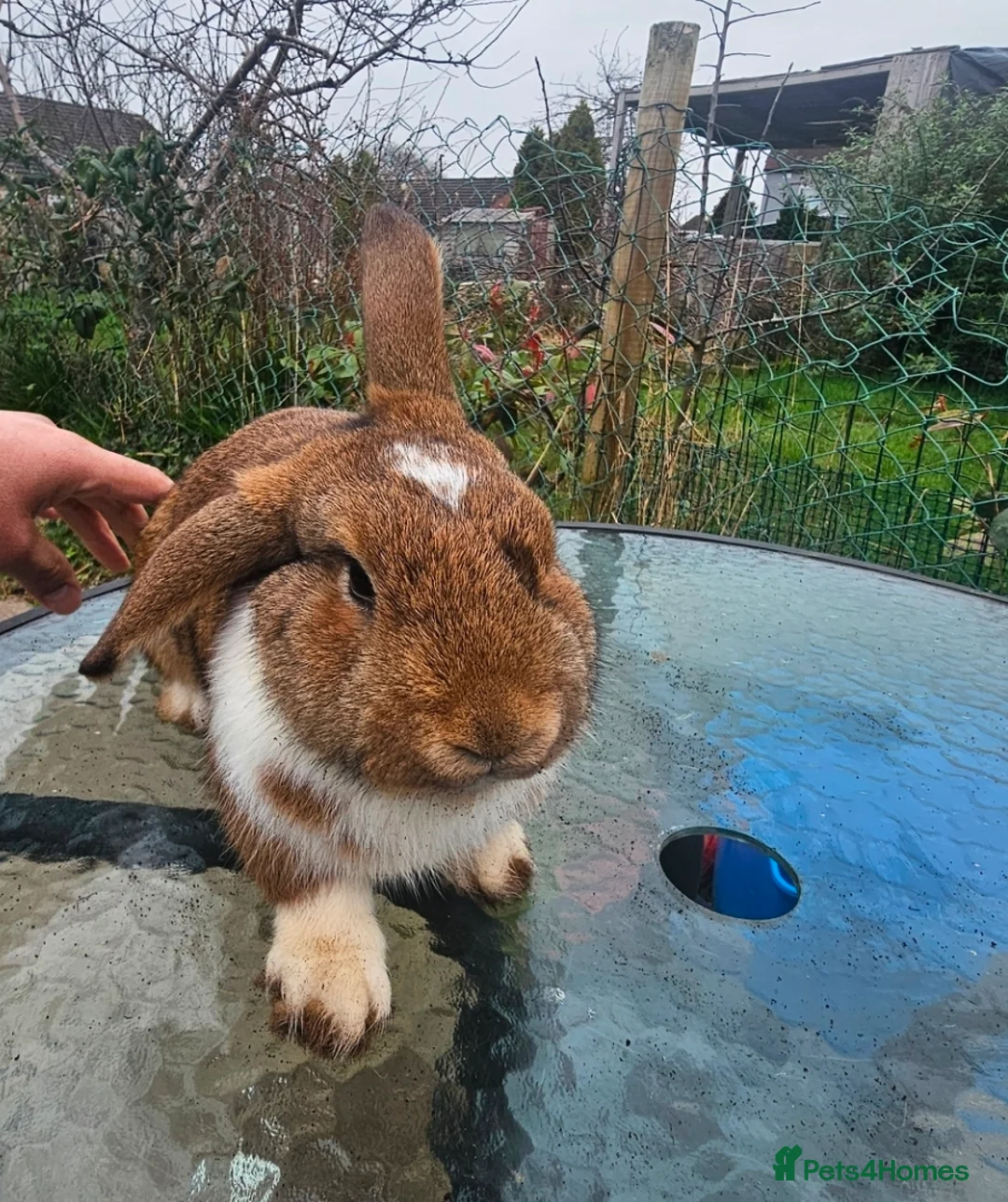 Mini Lop rabbits for sale: 2 Beautiful Mini Lop Brothers looking for home in Burton-on-Trent - Advert 2