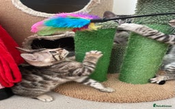 Bengal cats for sale: Stunning Beauty Bengal princess ❤️ - Image 6