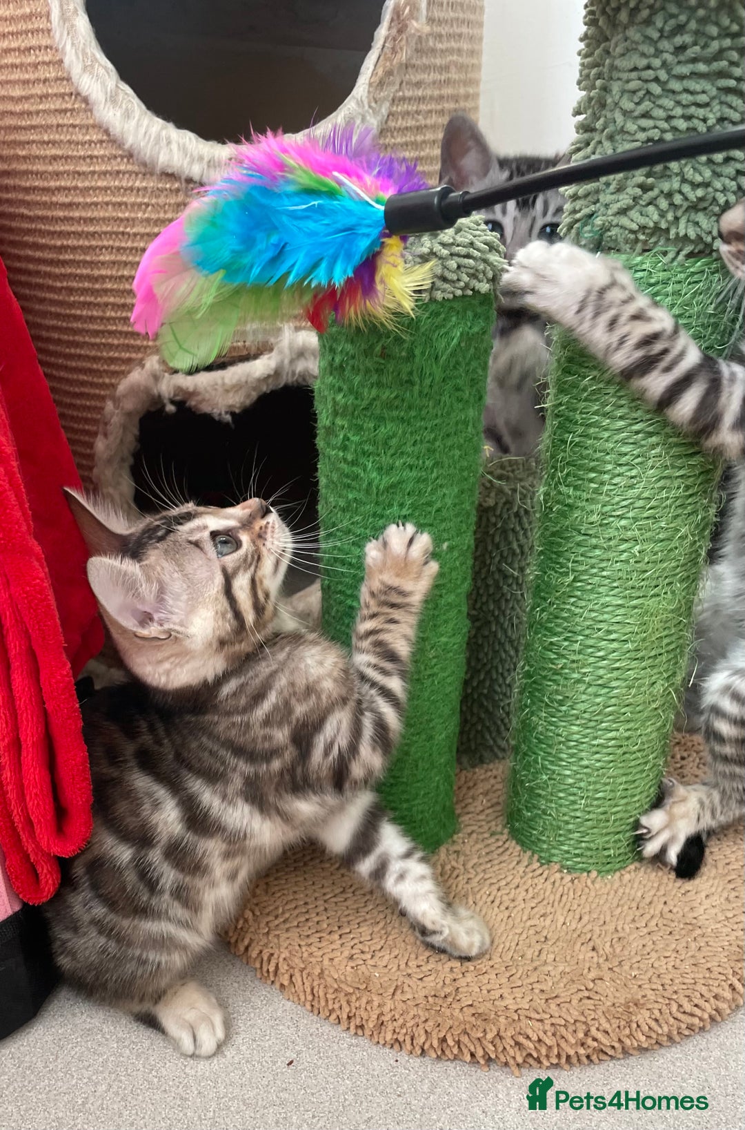 Bengal cats for sale: Stunning Beauty Bengal princess ❤️ - Image 6