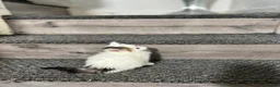 Mixed Breed cats for sale: 3 gorgeous kittens - Advert 10