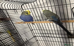 Budgerigars birds for sale: 2 pairs of Budgies  - Image 3