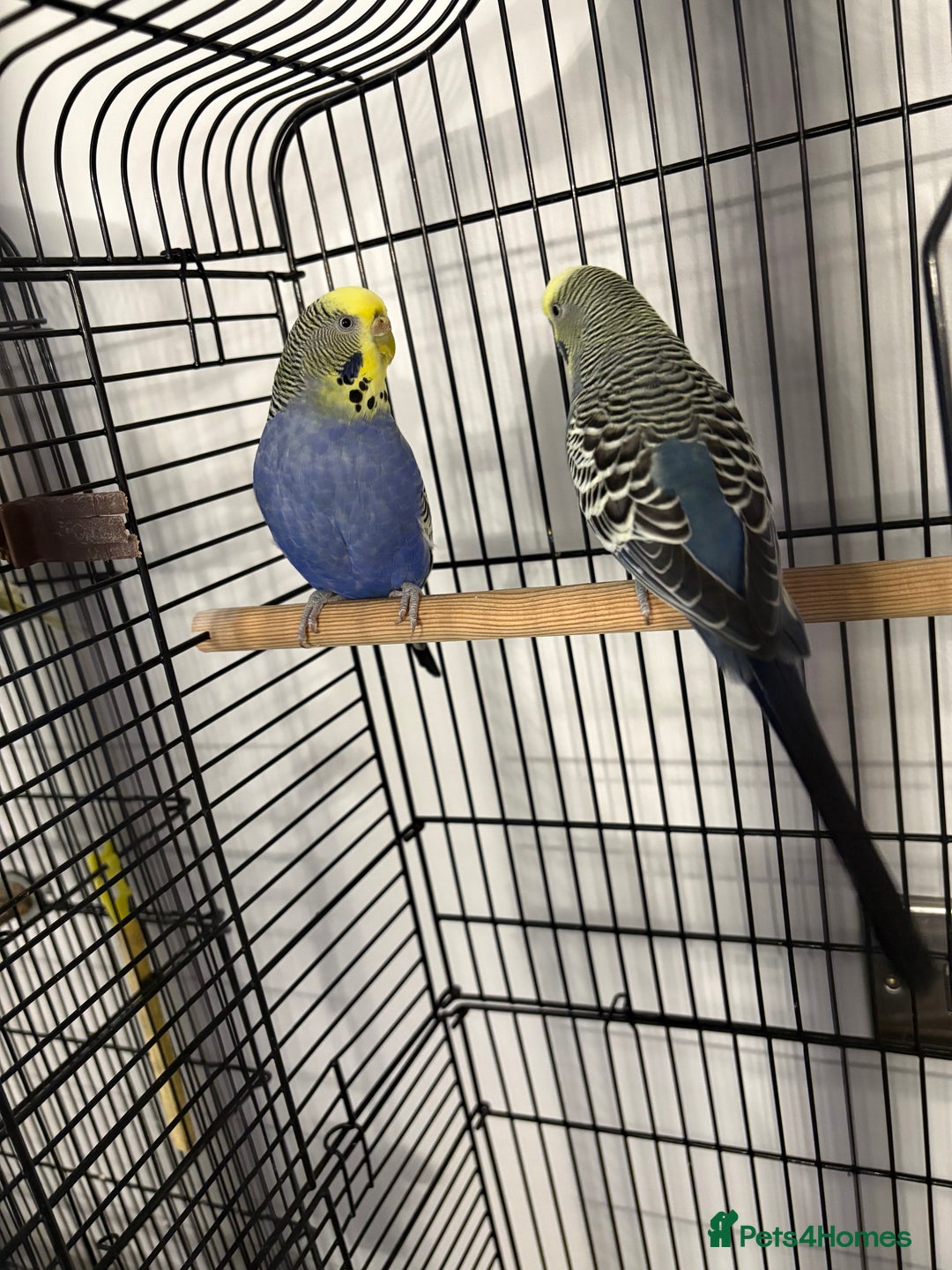 Budgerigars birds for sale: 2 pairs of Budgies  - Image 3