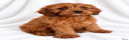Cavapoo dogs for sale: 🐾 Cavapoo Puppies – Ready Now! 🐾 in Surbiton - Advert 8