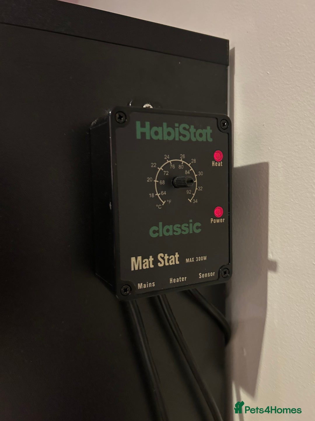 Leopard Gecko reptiles for sale: Leopard gecko and full vivarium  - Advert 4