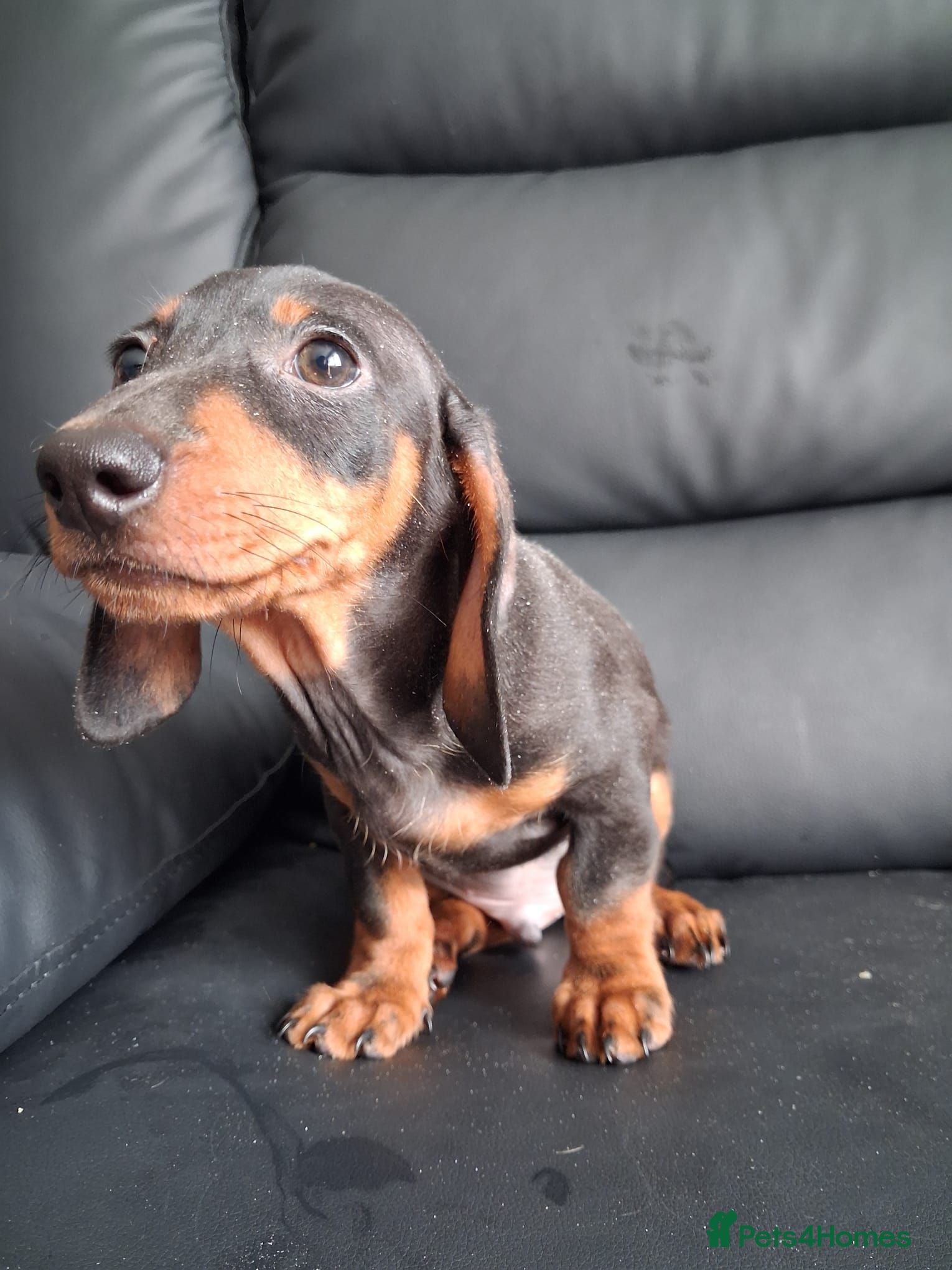 Miniature Dachshund dogs Miniature dachshund puppy boy ready now - Advert 1
