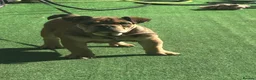English Bulldog dogs for sale: 8 month old bulldog  - Advert 3