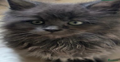 Maine Coon cats - Advert 5