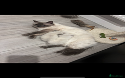 Ragdoll cats for sale: 2 female blue bicoloured ragdolls for sale🤍 - Image 8