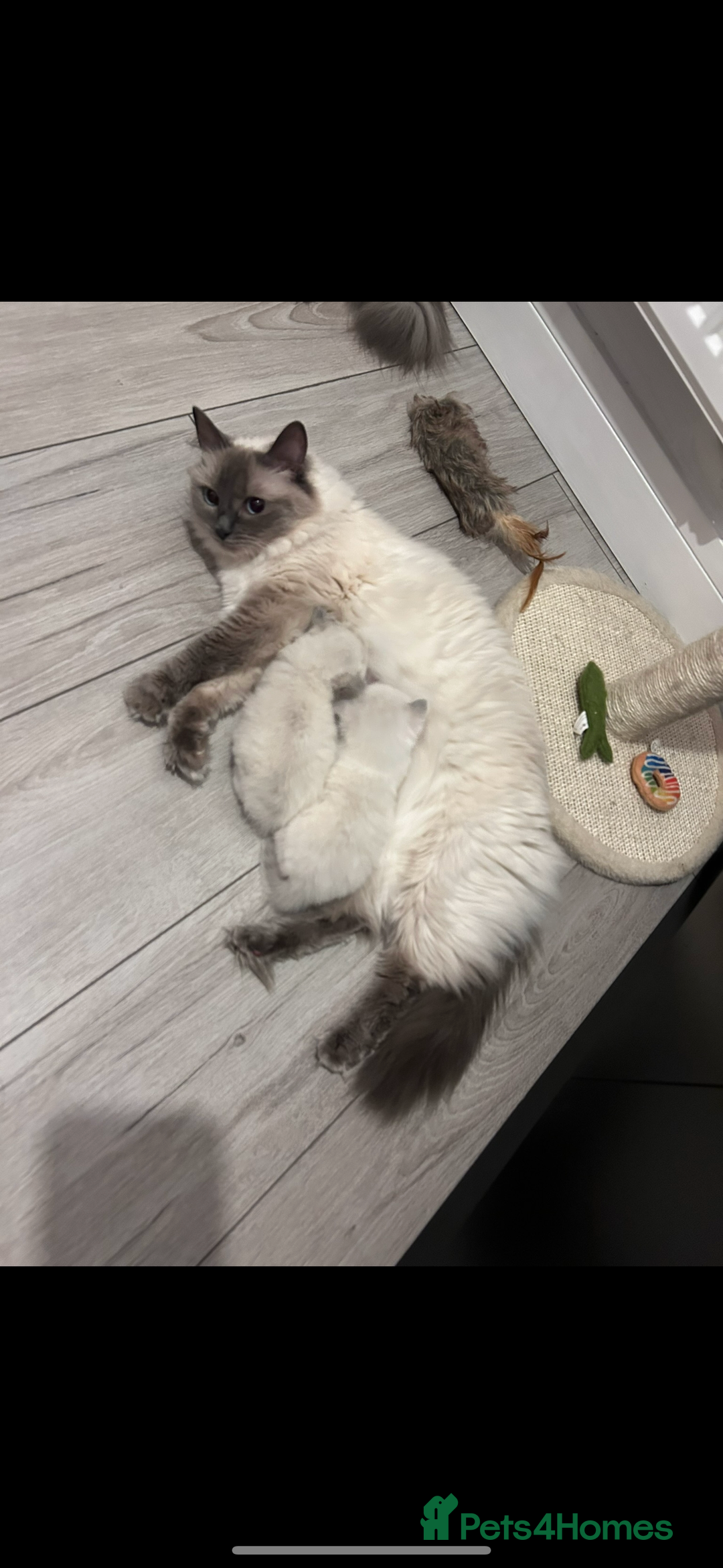 Ragdoll cats for sale: 2 female blue bicoloured ragdolls for sale🤍 - Image 8