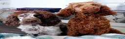 Cockapoo dogs for sale: Stunning cockapoos  - Advert 6