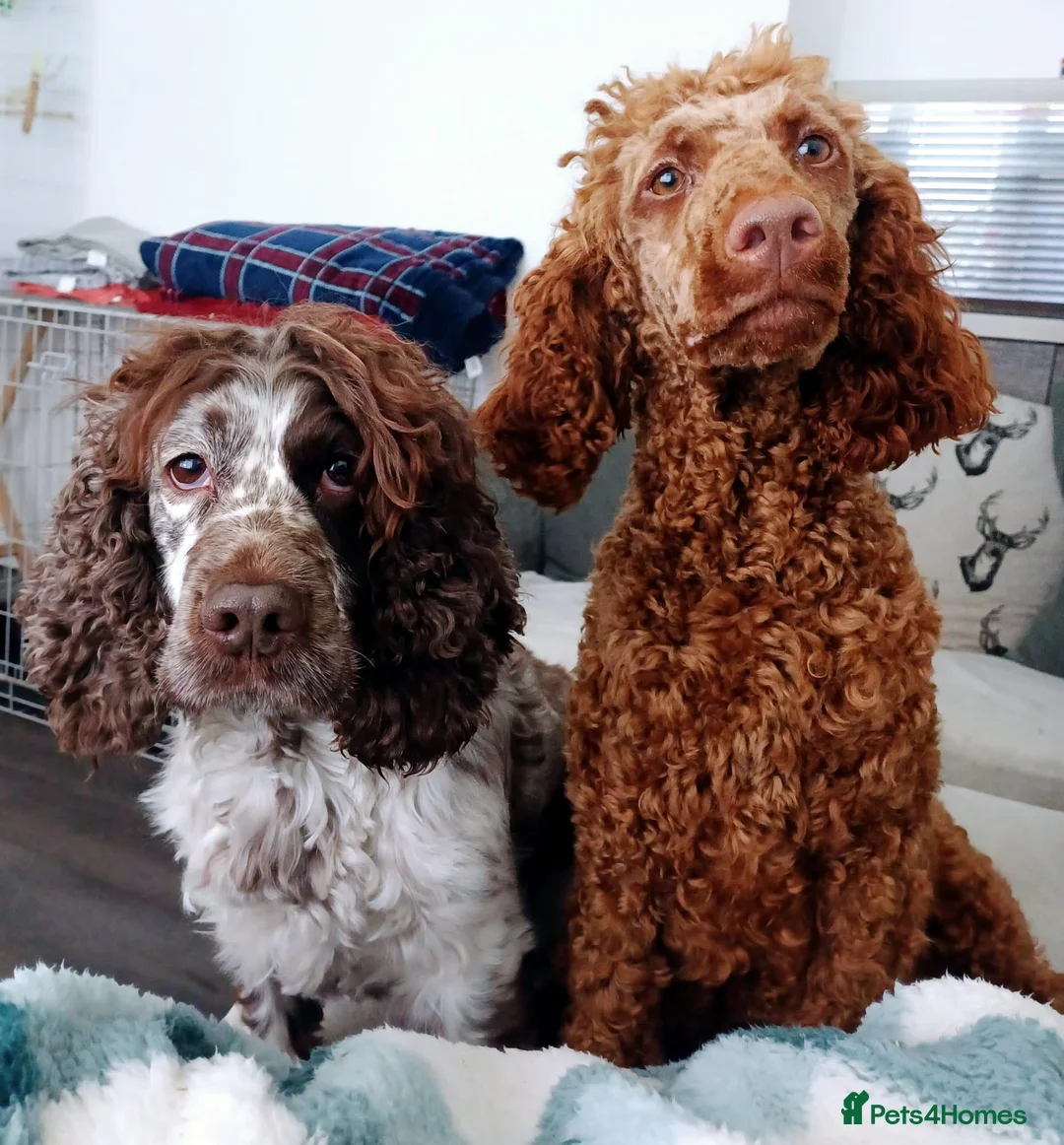 Cockapoo dogs for sale: Stunning cockapoos  - Advert 6
