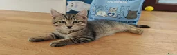 Domestic Shorthair cats for sale: Happy Kittens Looking for a new forever home - Advert 6