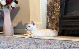 Bengal cats for sale: Tica Registered Pedigree Snow Bengal kittens  - Image 15