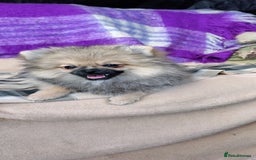 Pomeranian dogs for sale: Pom puppys with Kc reg , pedigree for sale in Taunton - Image 33