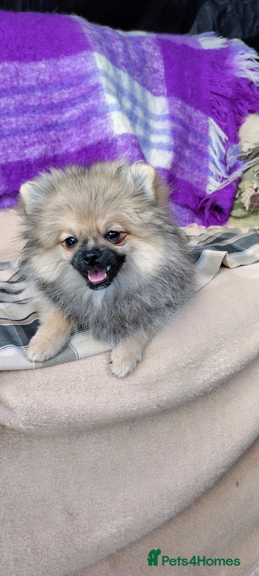 Pomeranian dogs for sale: Pom puppys with Kc reg , pedigree for sale in Taunton - Image 33