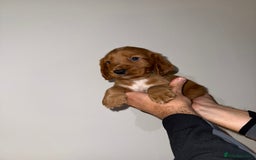 Cocker Spaniel dogs for sale: 🧡Fox Red WCS🧡 - Image 1