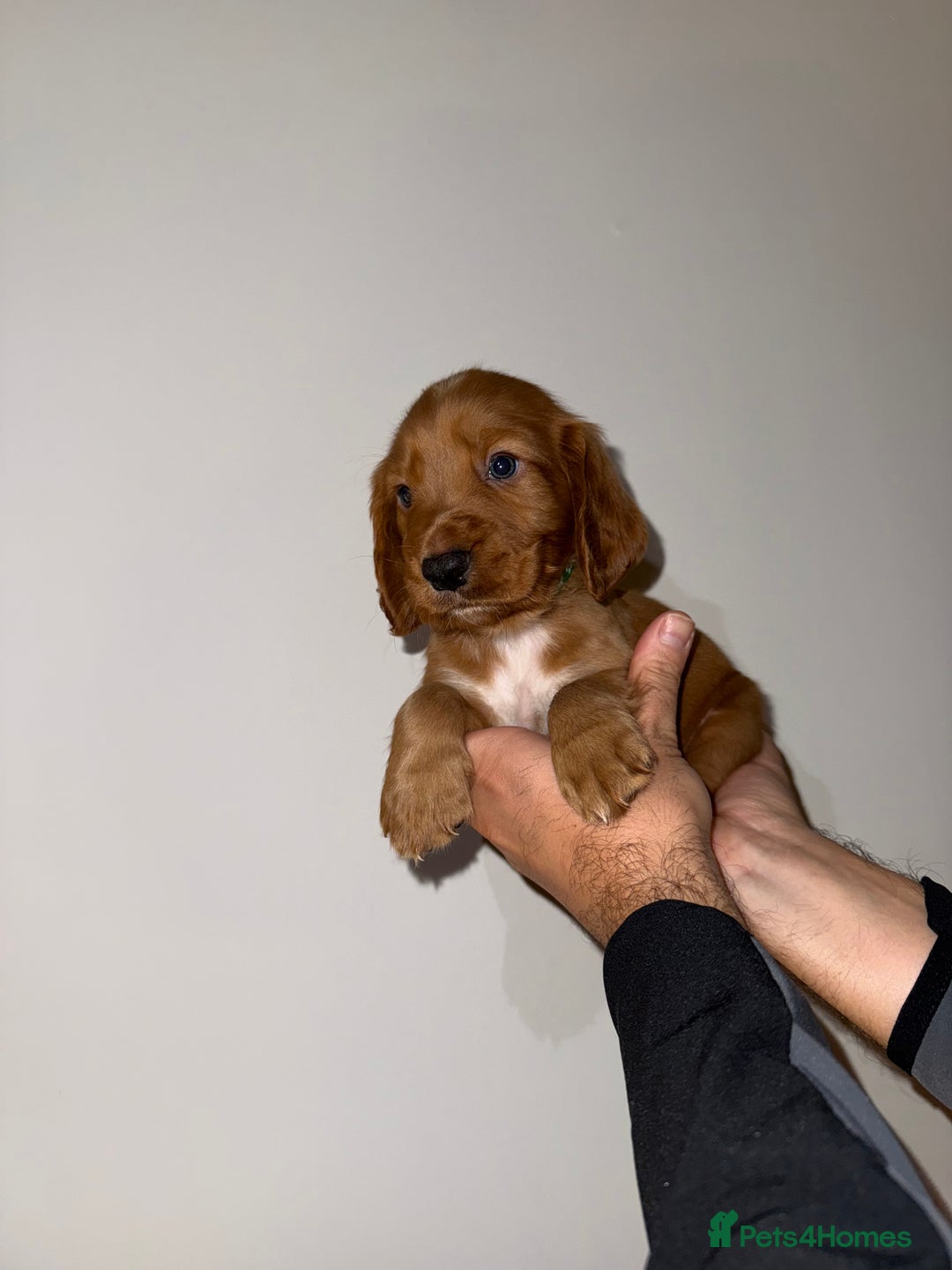 Cocker Spaniel dogs for sale: 🧡Fox Red WCS🧡 - Image 1